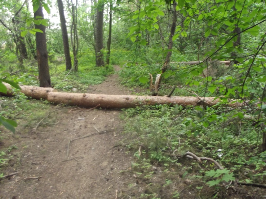 19_05_2012_Sosna.JPG