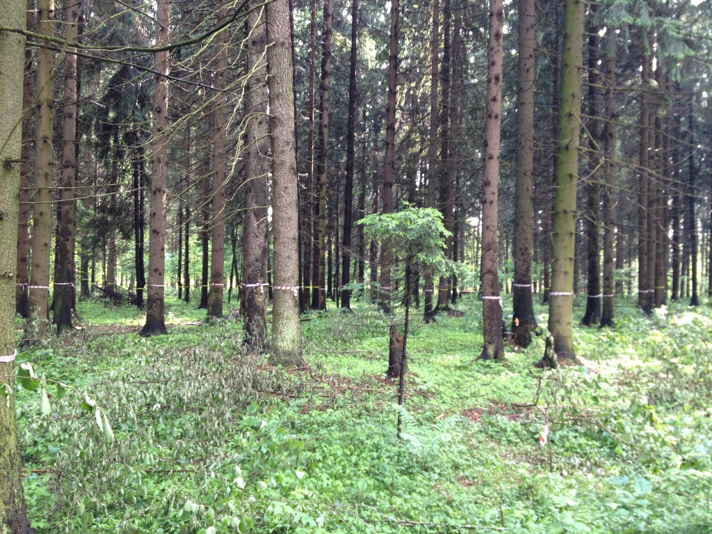 Razmetka_2012_2.jpg