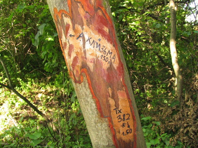 Geolog1.JPG