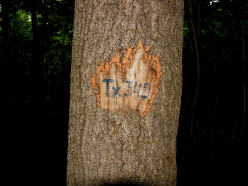 Geolog3.JPG