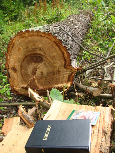 22_07_2012_Vyrubka2.jpg
