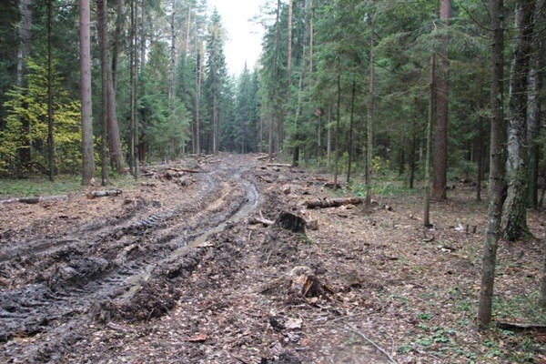 Vyrubka_2012_1.jpg