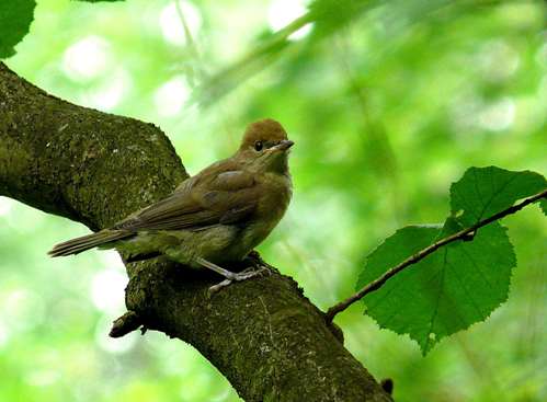 bird2.jpeg