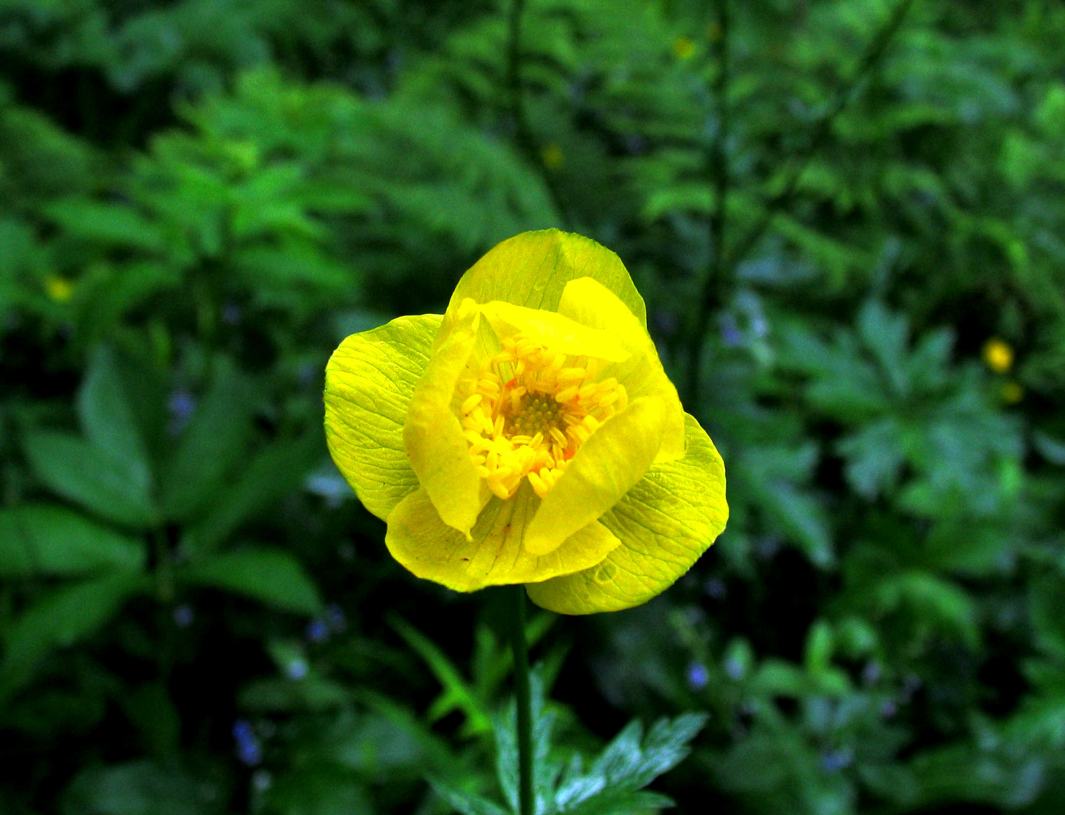 flower.jpeg