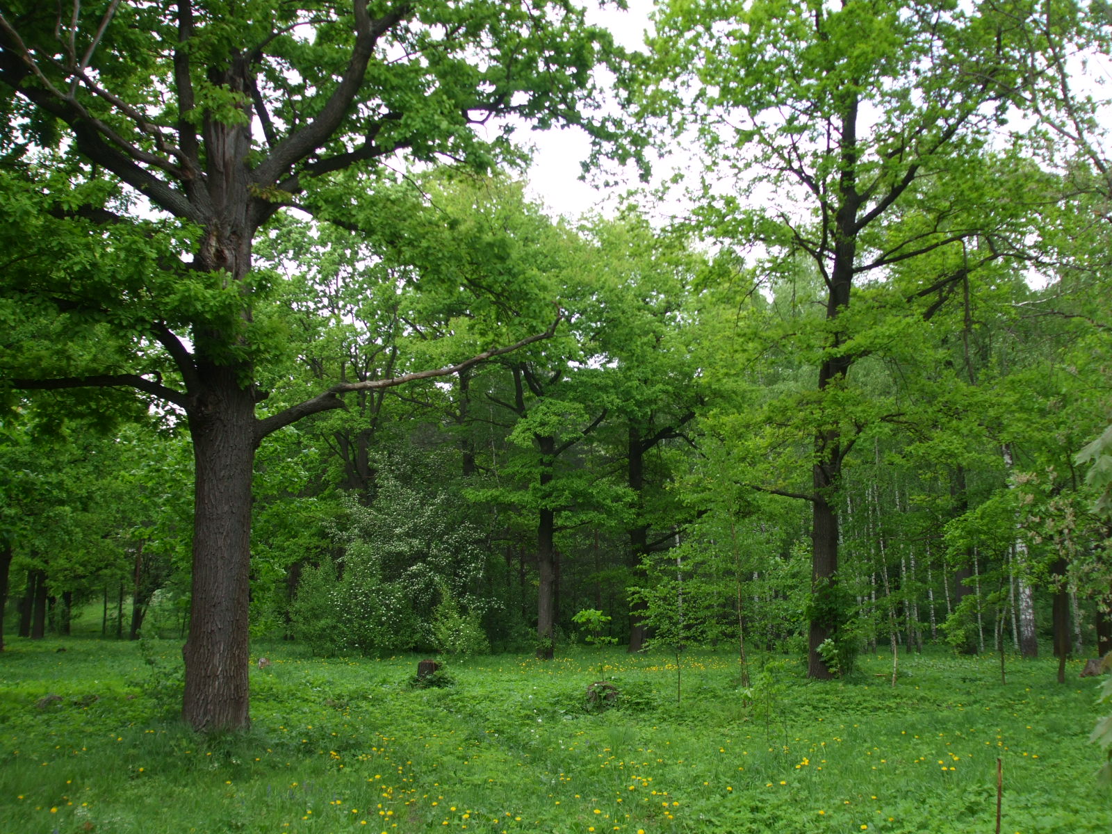 Park.jpg